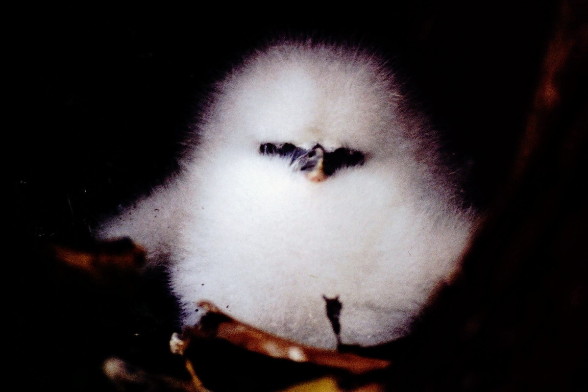 White-tailed Tropicbird - ML640041944