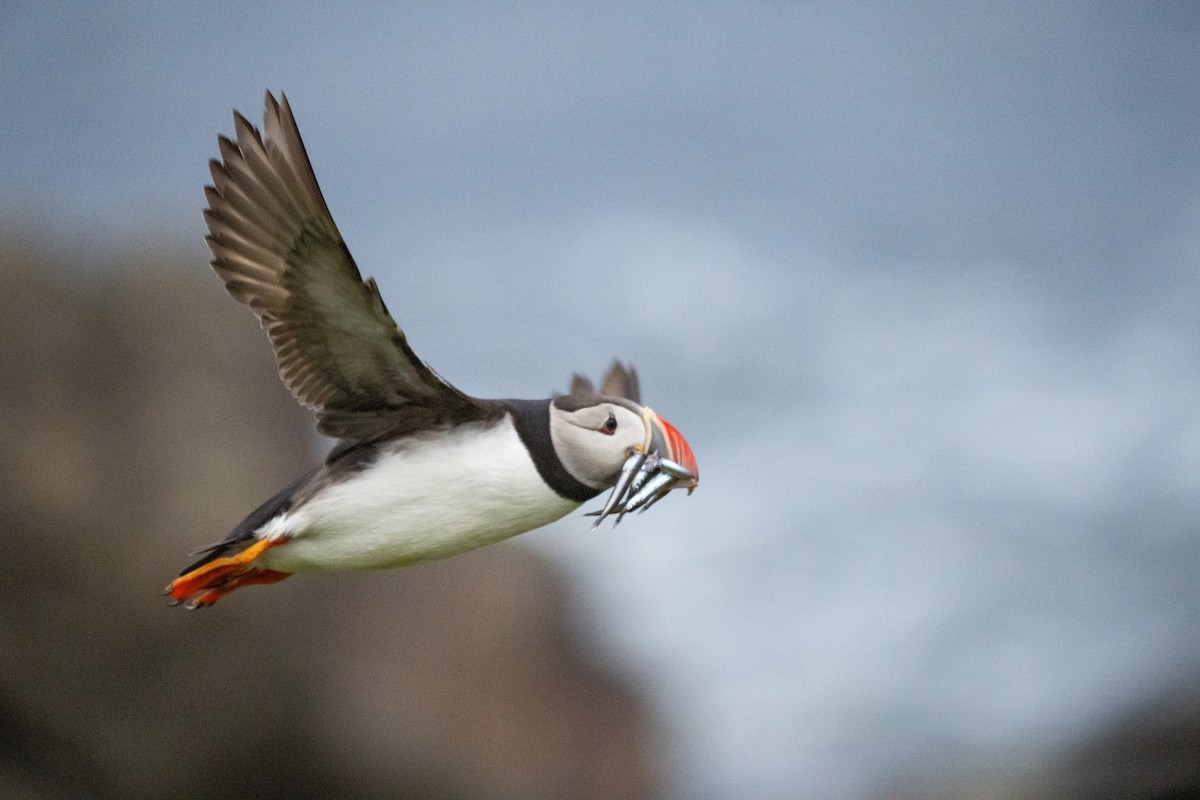 Atlantic Puffin - ML640041967