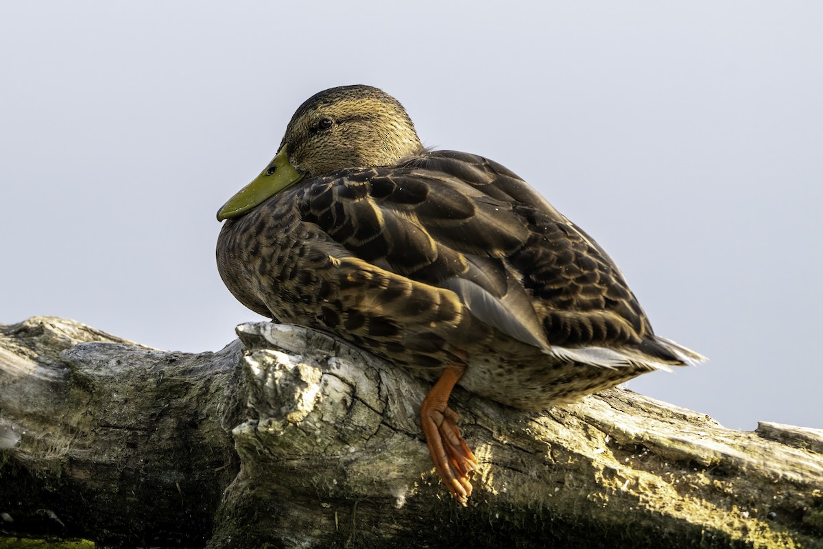 Mallard - ML640041979