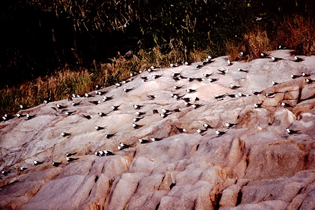 Sooty Tern - ML640042000