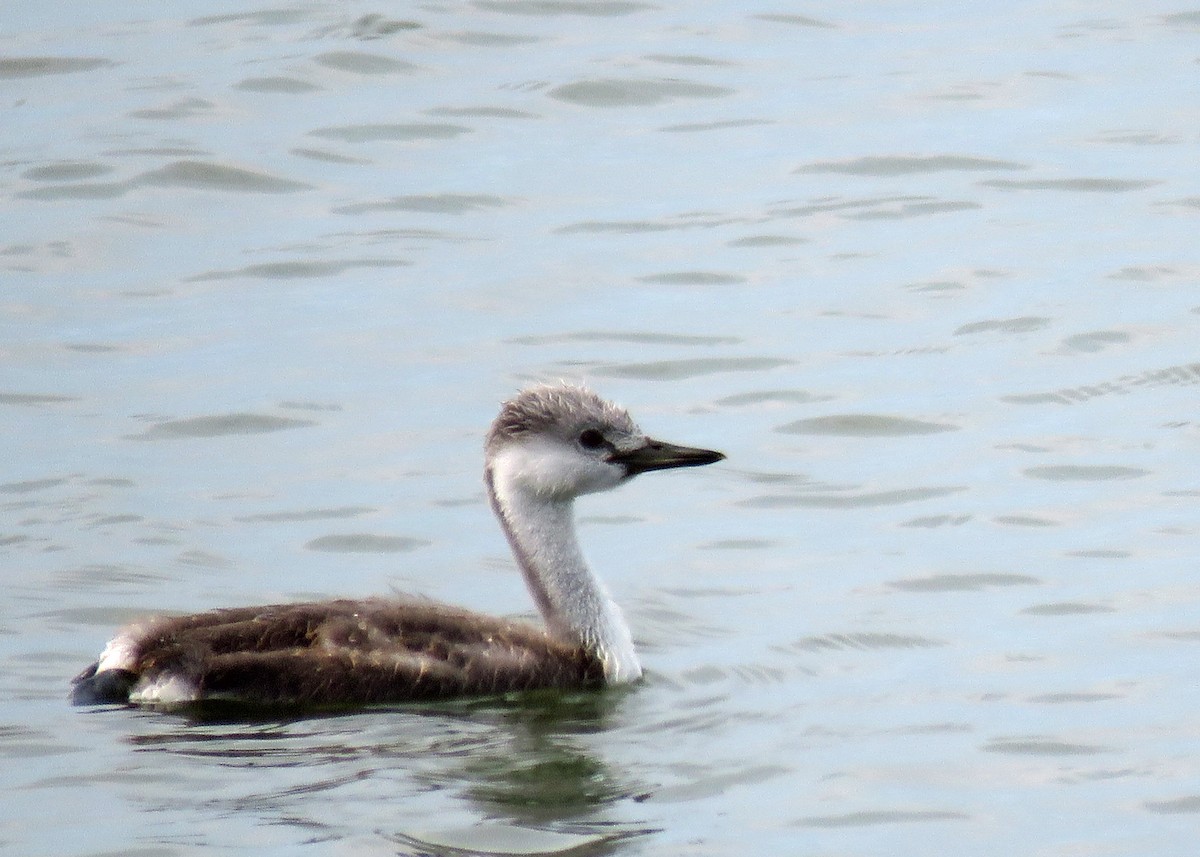 Western Grebe - ML64004201