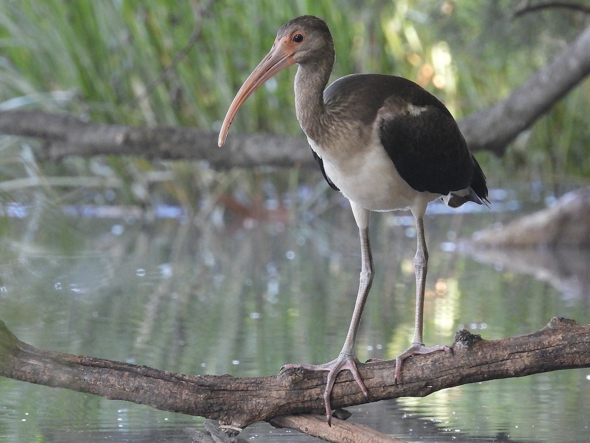 White Ibis - ML640042012