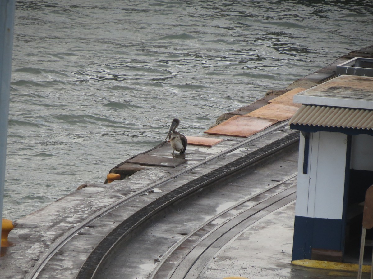 Brown Pelican - ML640042014