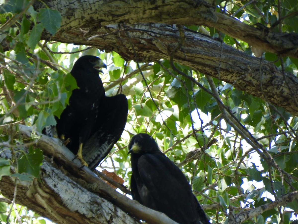 Zone-tailed Hawk - ML640042016
