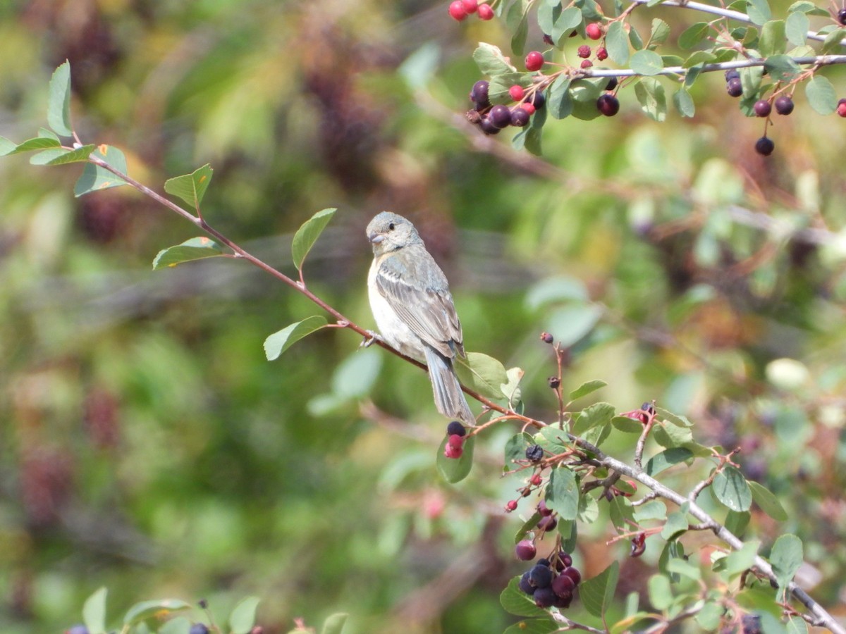 Lazuli Bunting - ML640042021