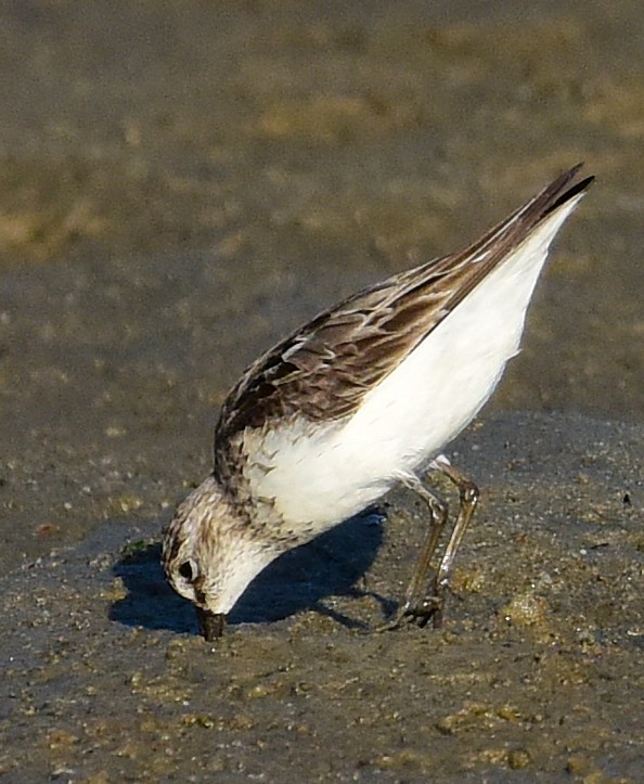 Semipalmated Sandpiper - ML640042023