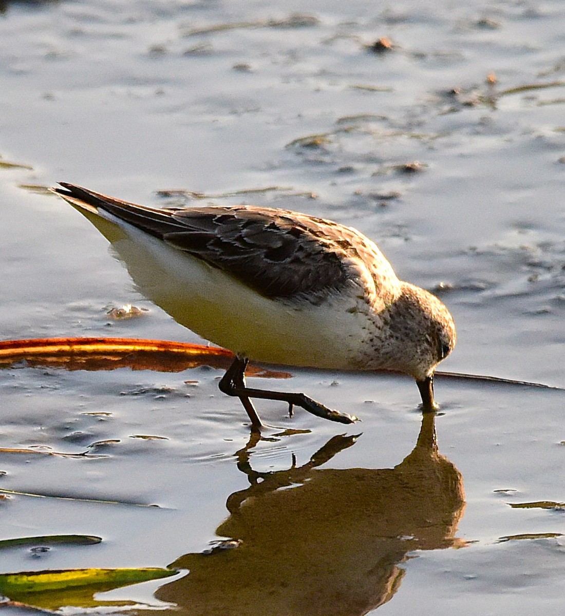 Semipalmated Sandpiper - ML640042024