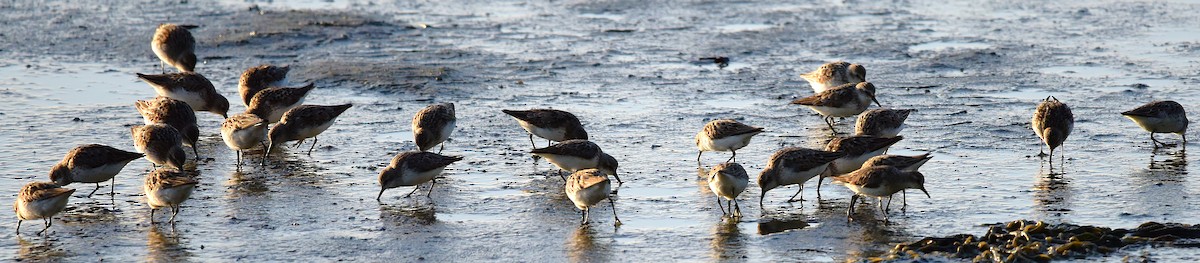 Semipalmated Sandpiper - ML640042026