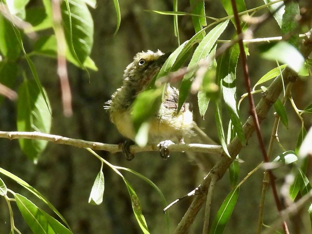 White-eyed Vireo - ML640042030