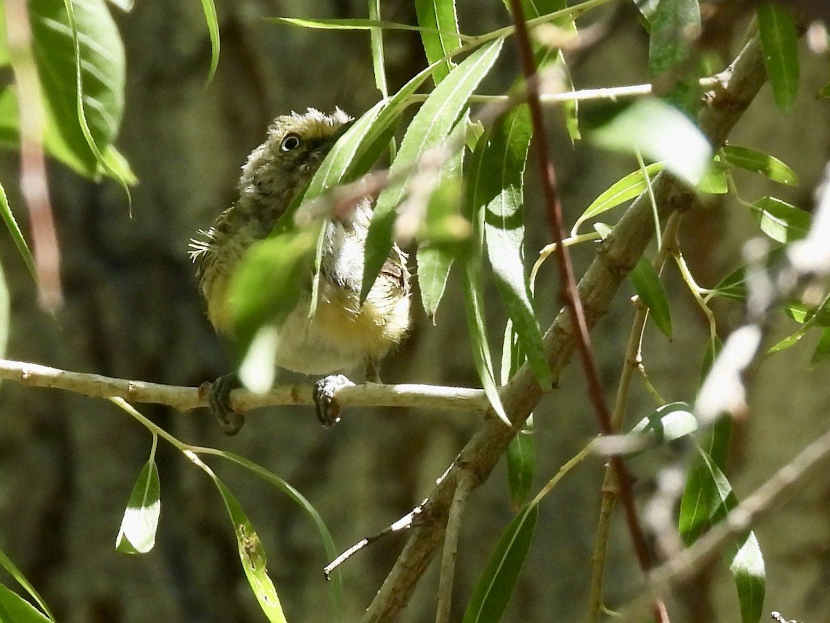 White-eyed Vireo - ML640042032