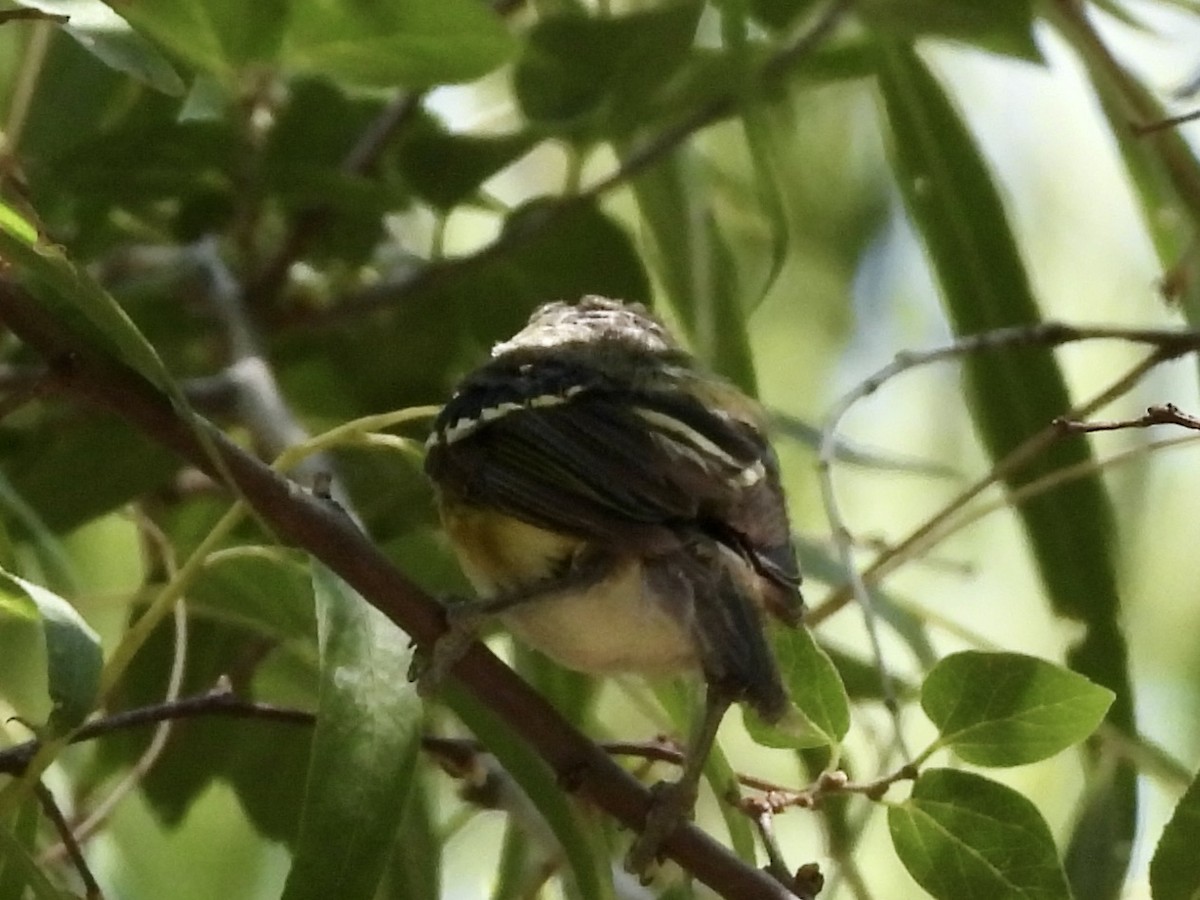 White-eyed Vireo - ML640042033