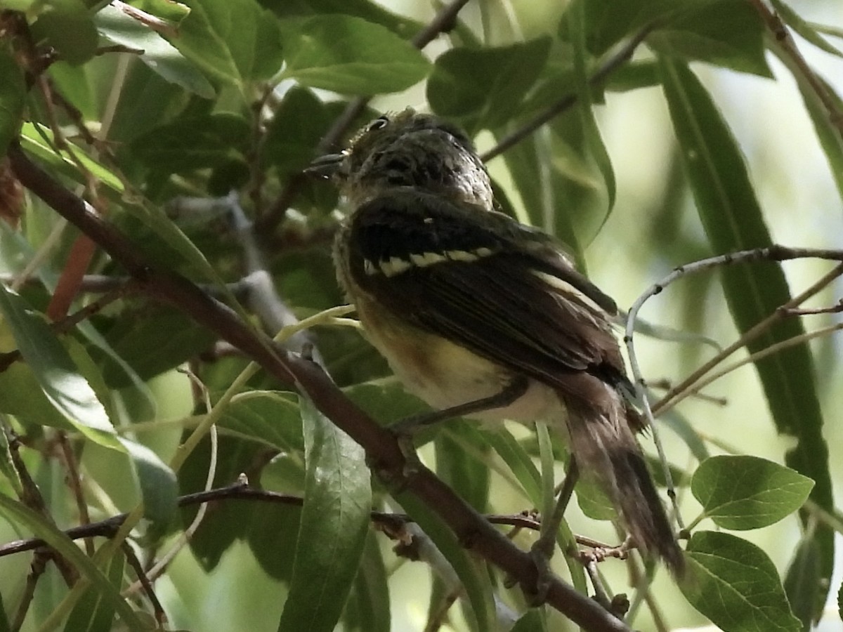 White-eyed Vireo - ML640042034