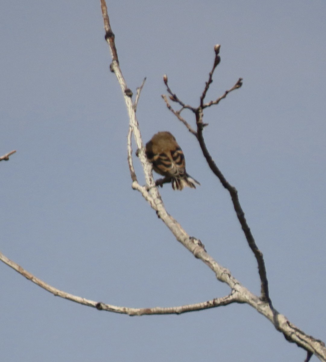 American Goldfinch - ML640042036