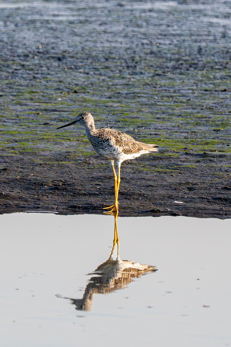 Greater Yellowlegs - ML640042037