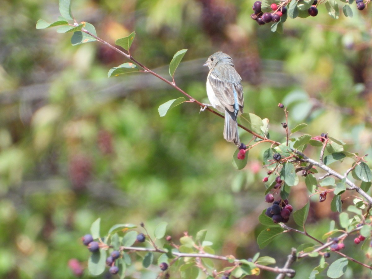 Lazuli Bunting - ML640042038