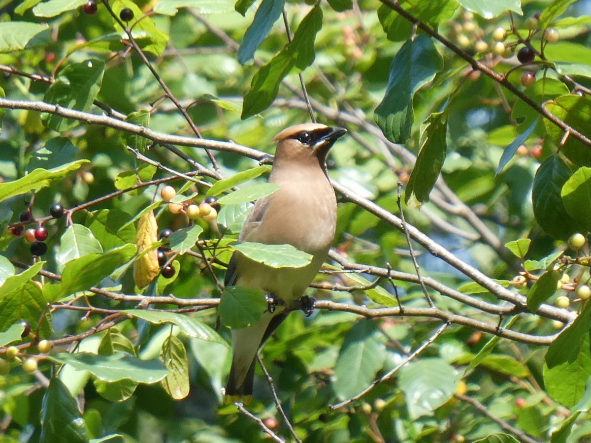 Cedar Waxwing - ML640042043