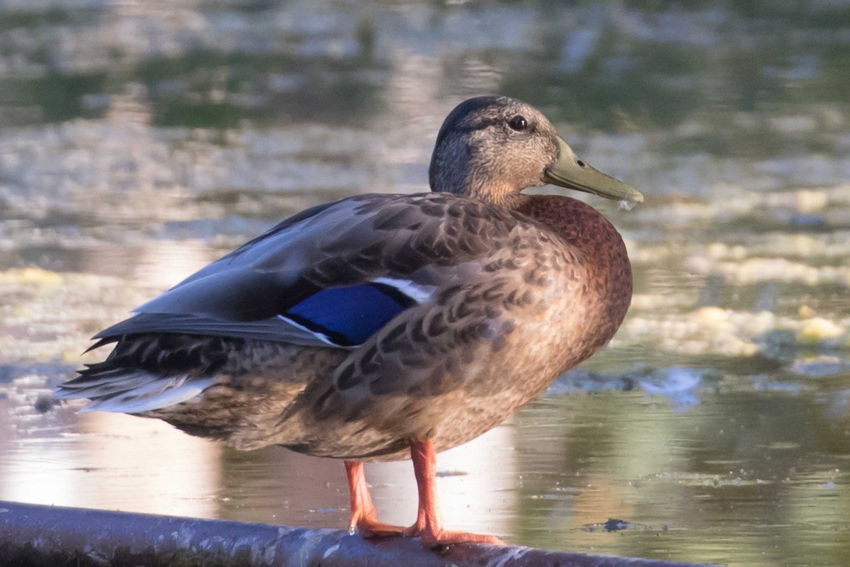 Mallard - ML640042064