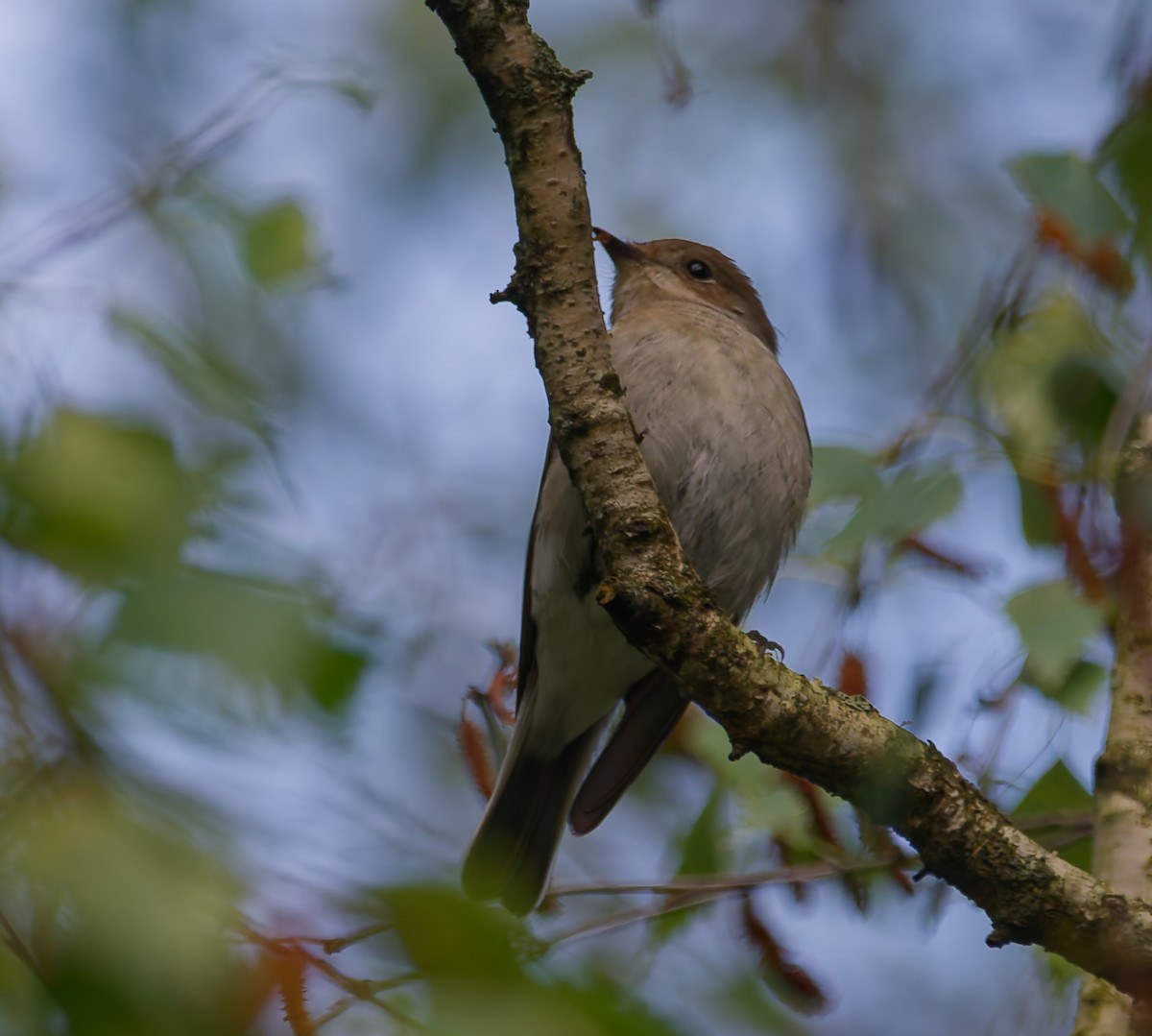 European Pied Flycatcher - ML640042209
