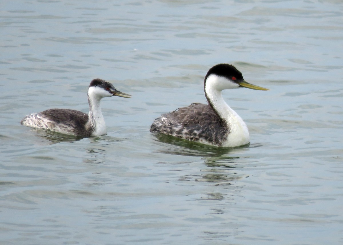 Western Grebe - ML64004221