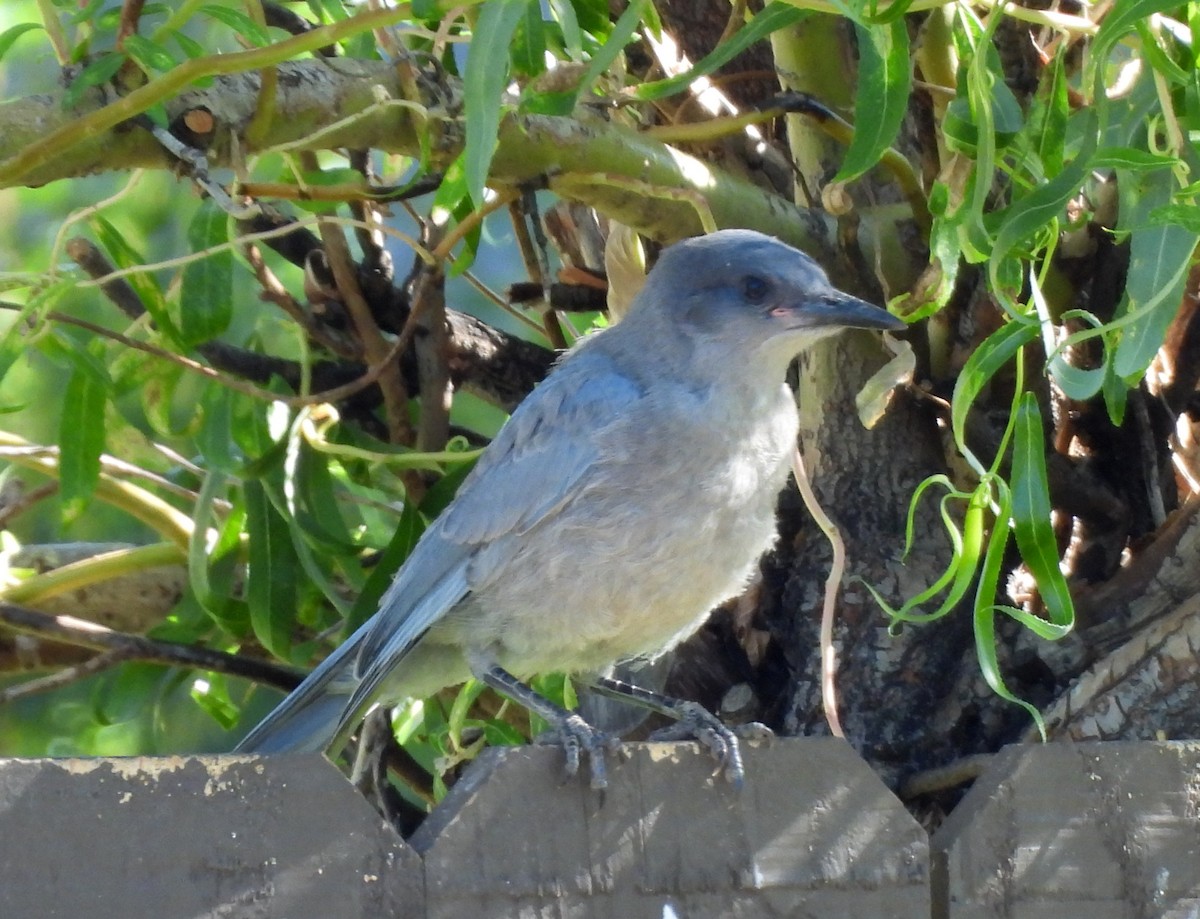 Pinyon Jay - ML640042277