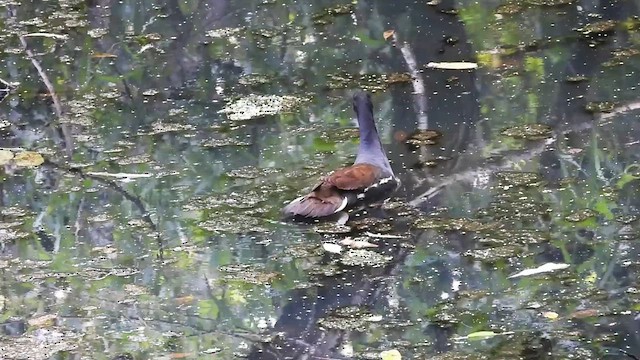 Common Gallinule - ML640042305