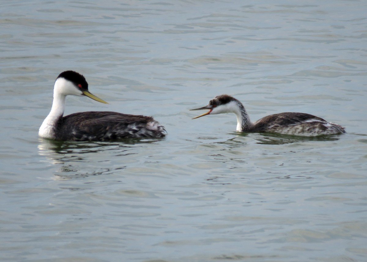 Western Grebe - ML64004231