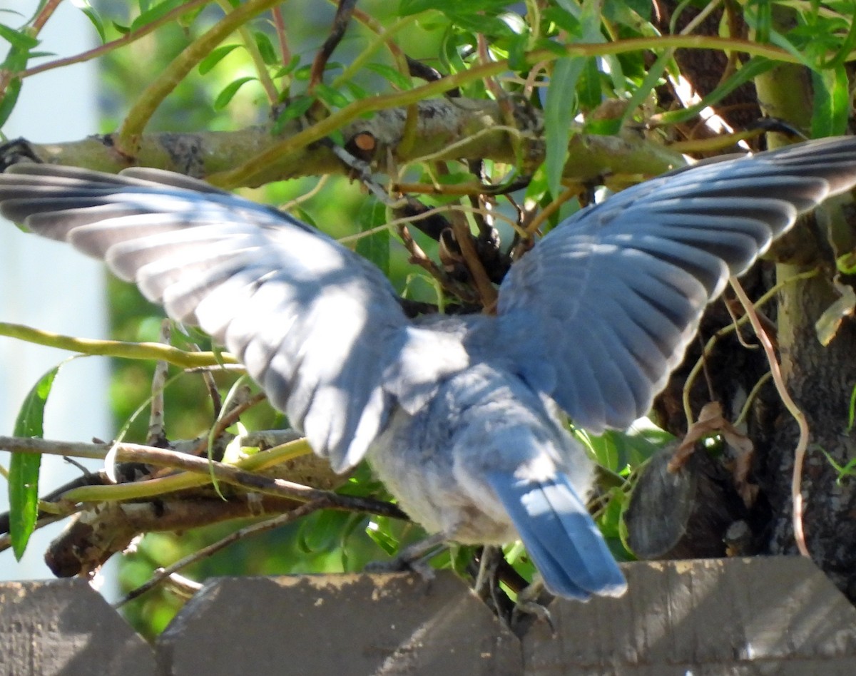 Pinyon Jay - ML640042340