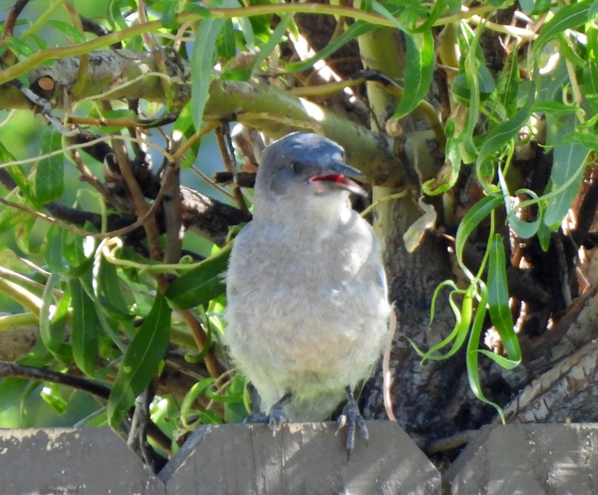 Pinyon Jay - ML640042359