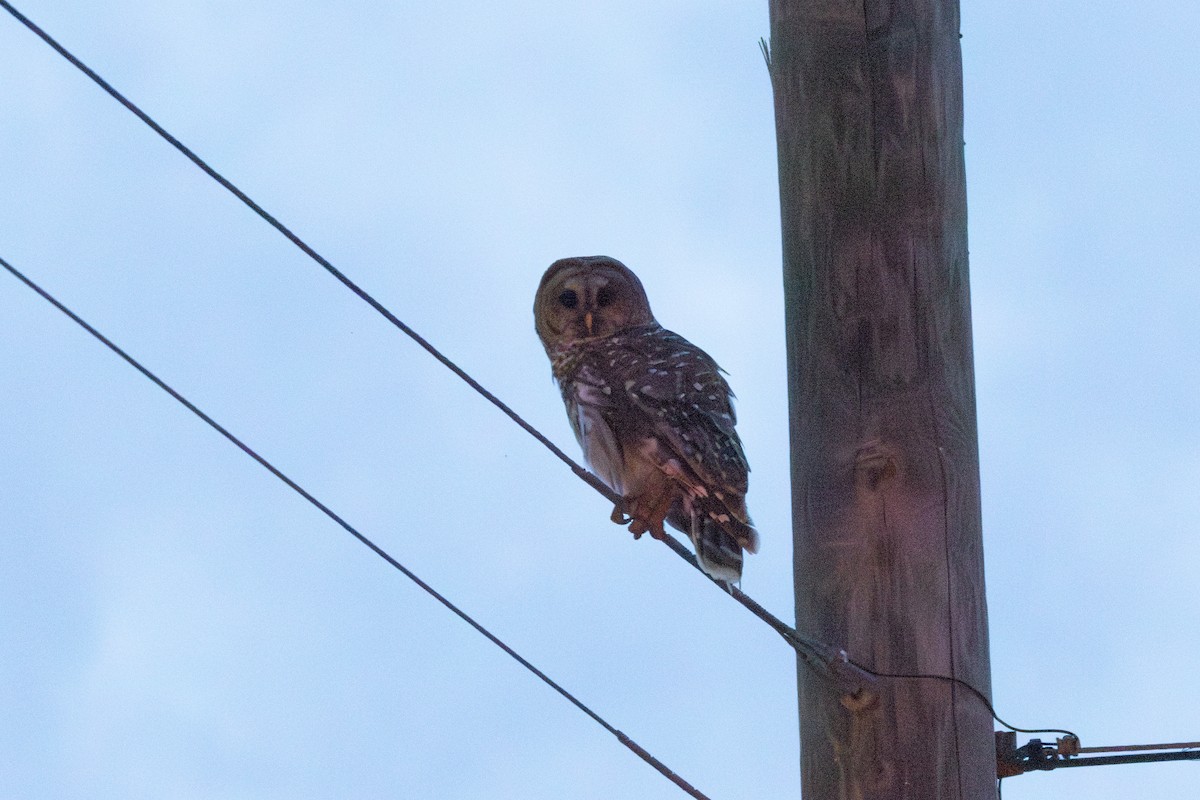 Barred Owl - Kalpesh Krishna