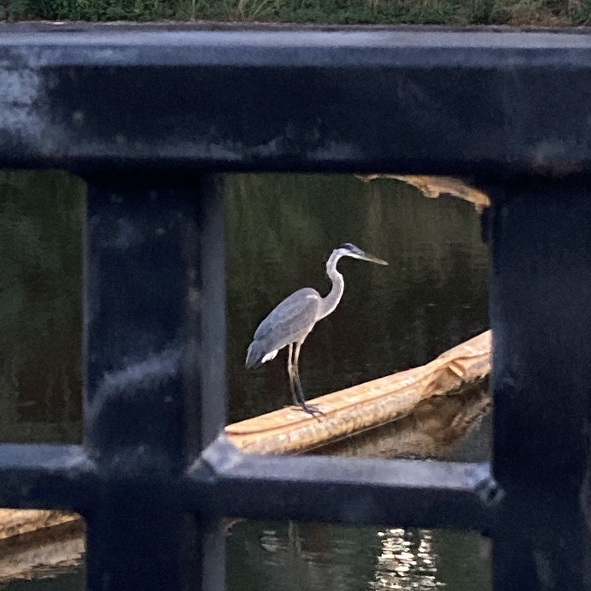 Great Blue Heron - ML640042417