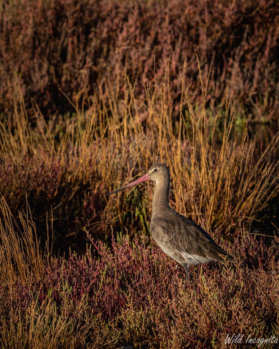 Black-tailed Godwit - ML640042425