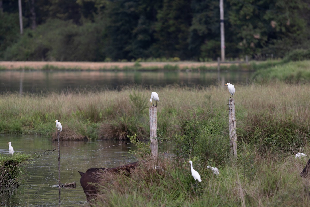 Western Cattle-Egret - ML640042431