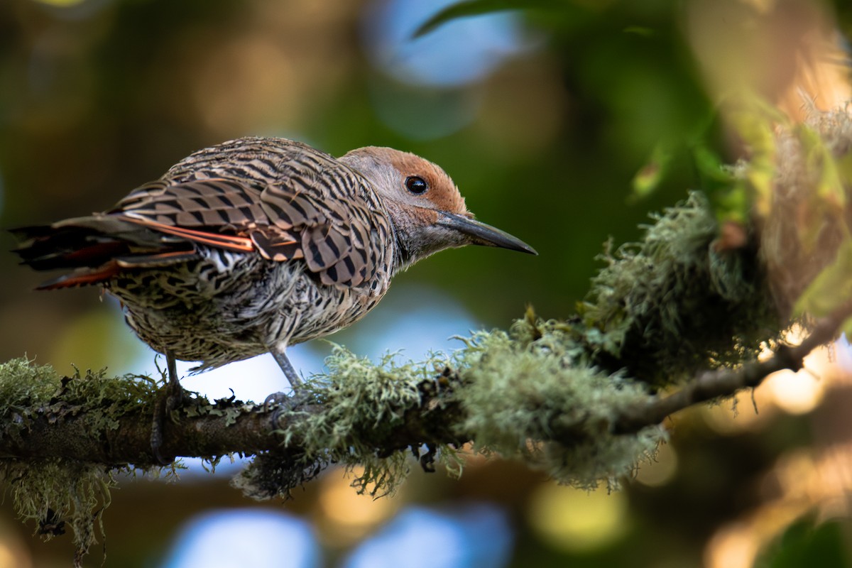 Northern Flicker - ML640042464