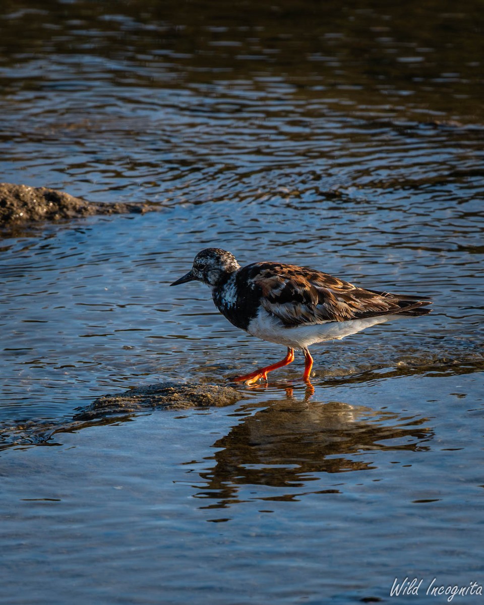 Ruddy Turnstone - ML640042478