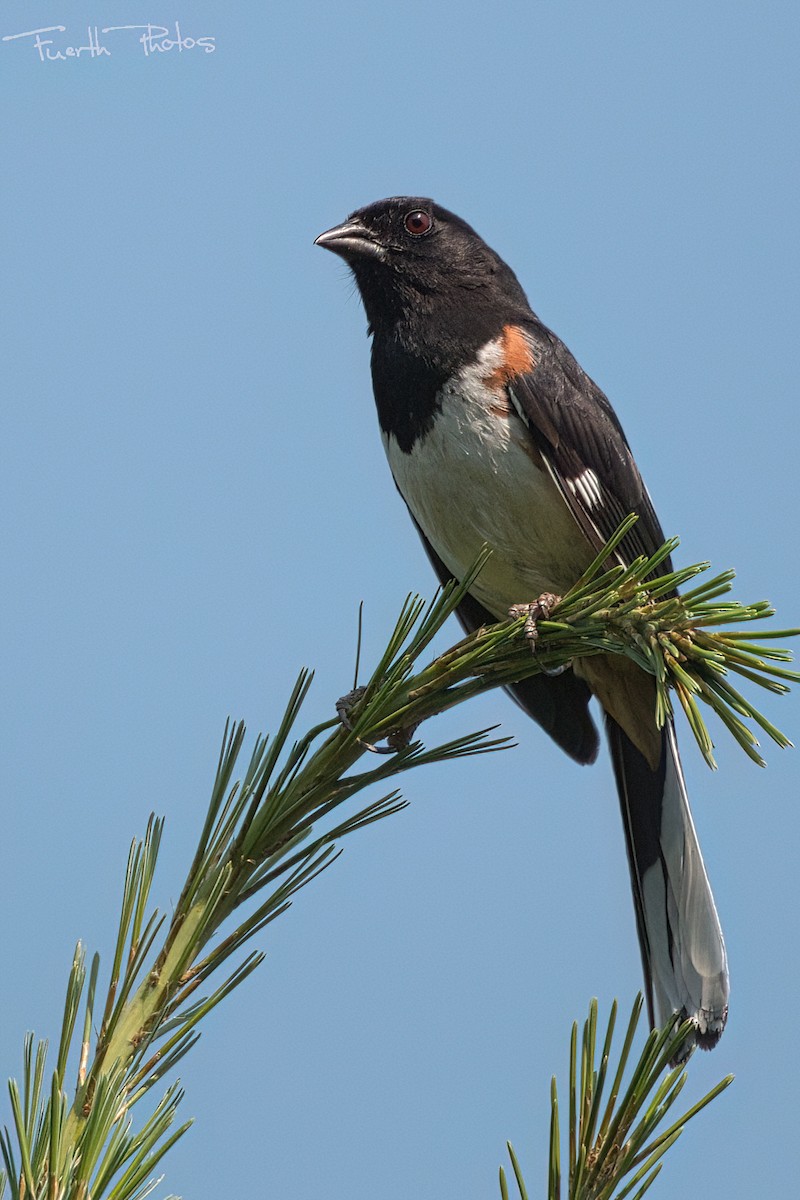 טואי אדום-עין - ML640042482
