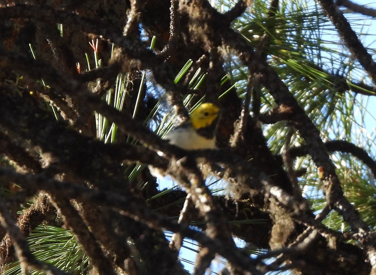Townsend's x Hermit Warbler (hybrid) - ML640042500