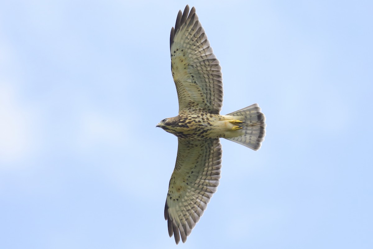 Broad-winged Hawk - ML640042514