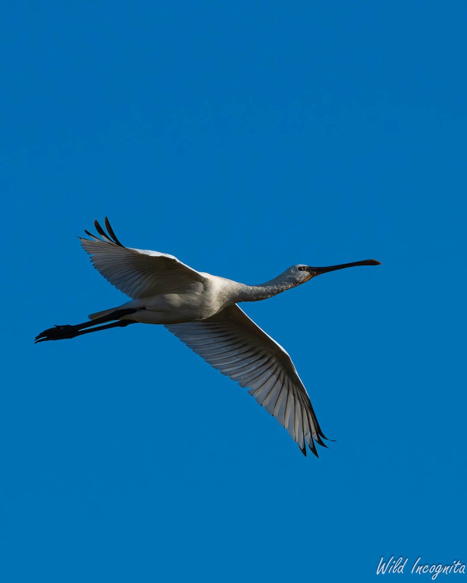 Eurasian Spoonbill - ML640042521