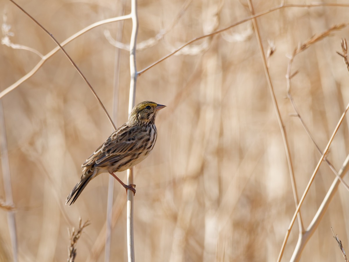Savannah Sparrow - ML640042525