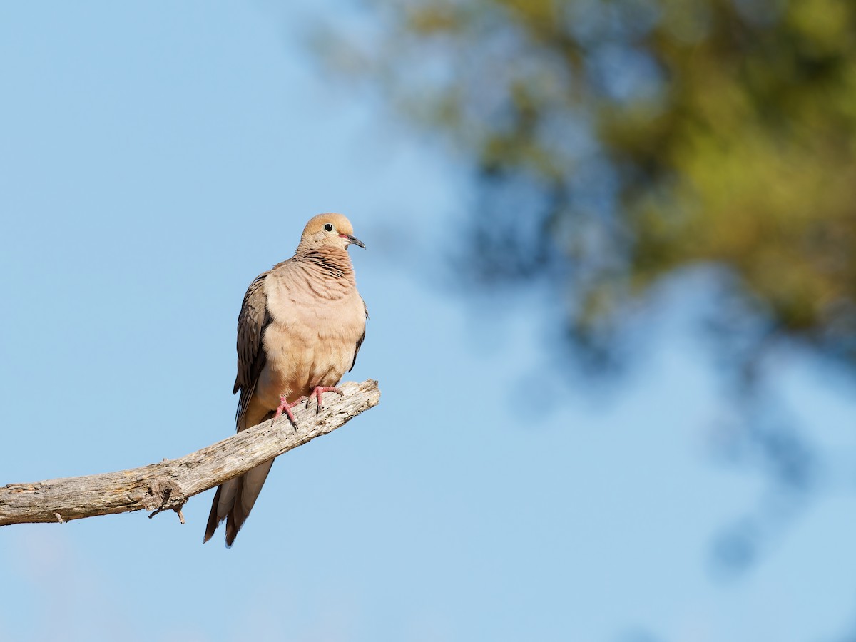 Mourning Dove - ML640042537