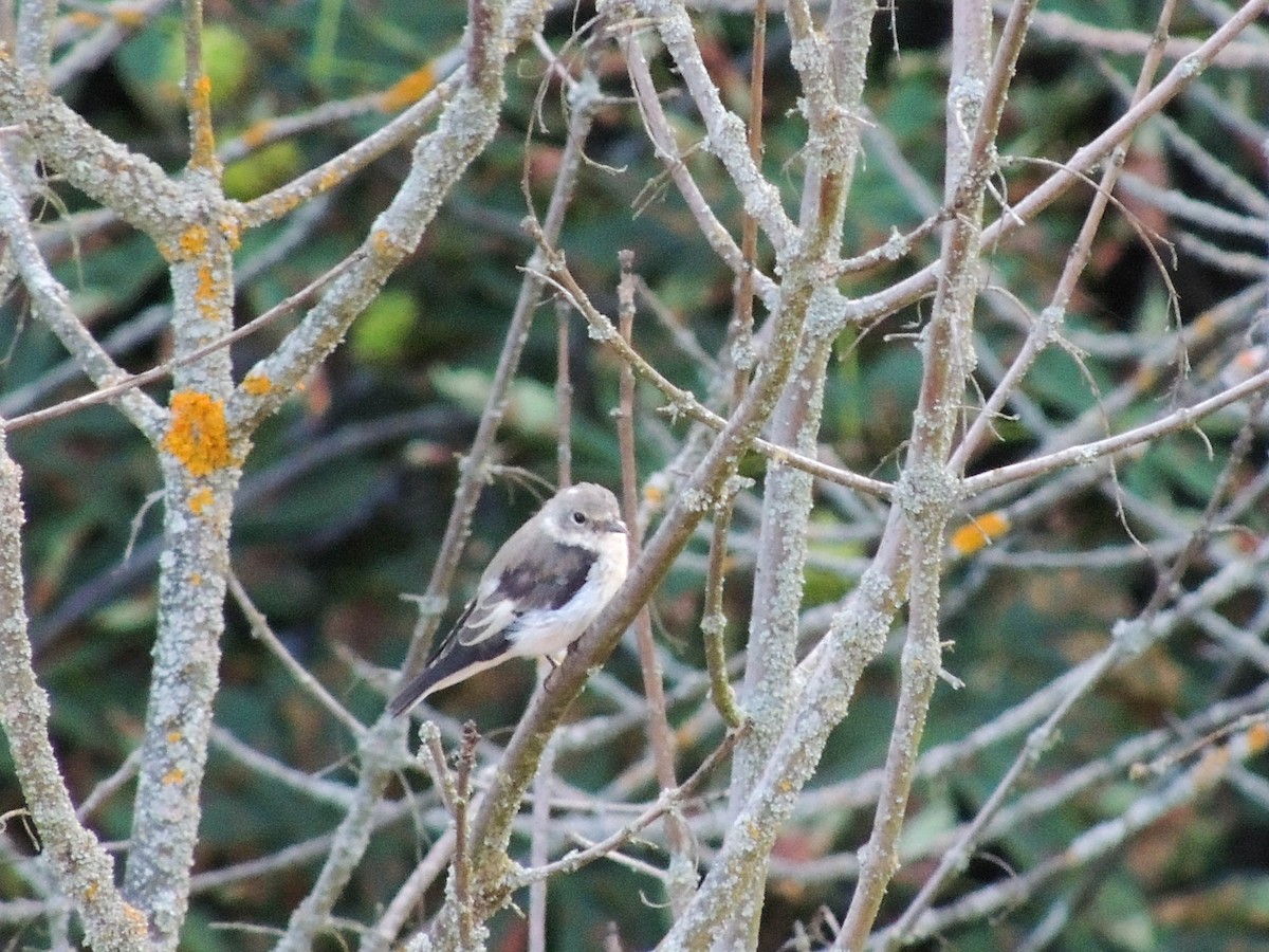 European Pied Flycatcher - ML640042544