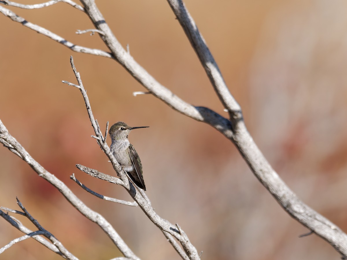 Anna's Hummingbird - ML640042545