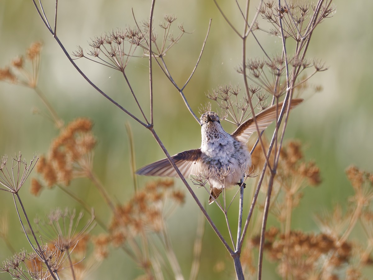 Anna's Hummingbird - ML640042546