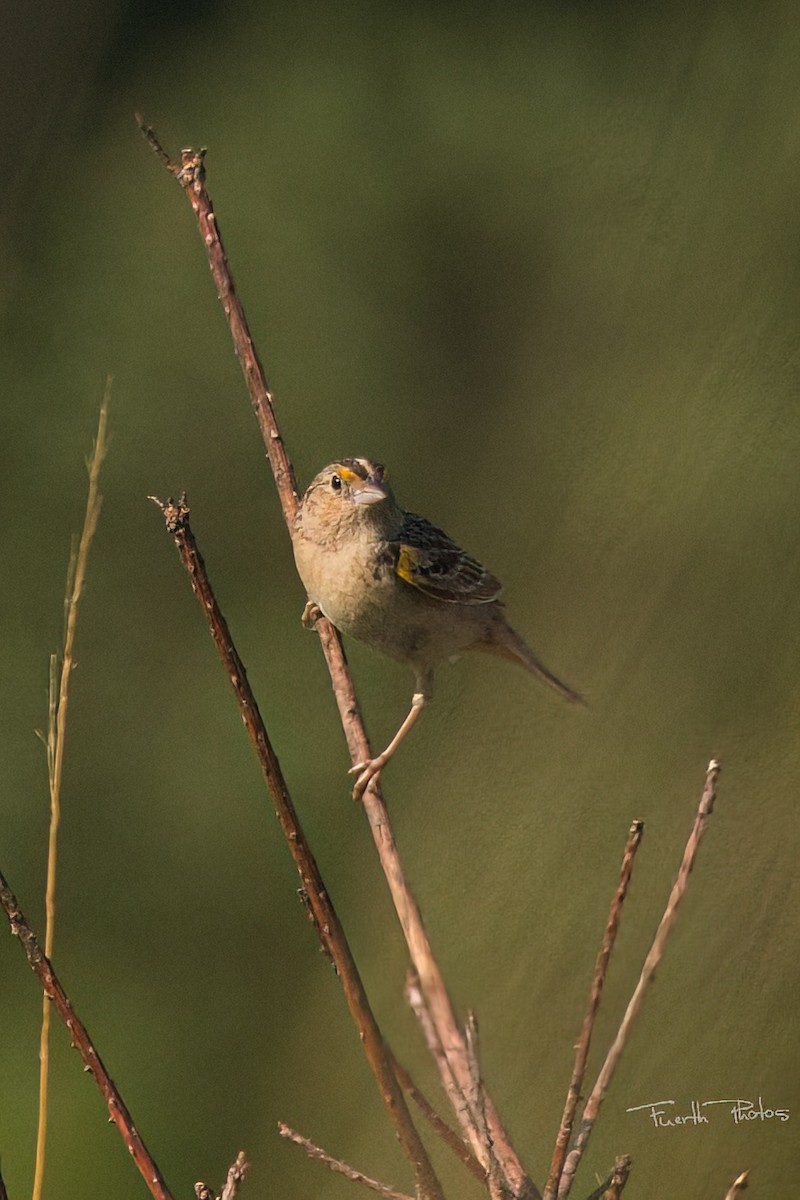 Grasshopper Sparrow - ML640042548
