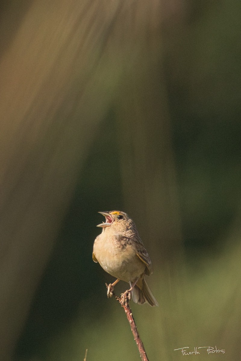 Grasshopper Sparrow - ML640042549