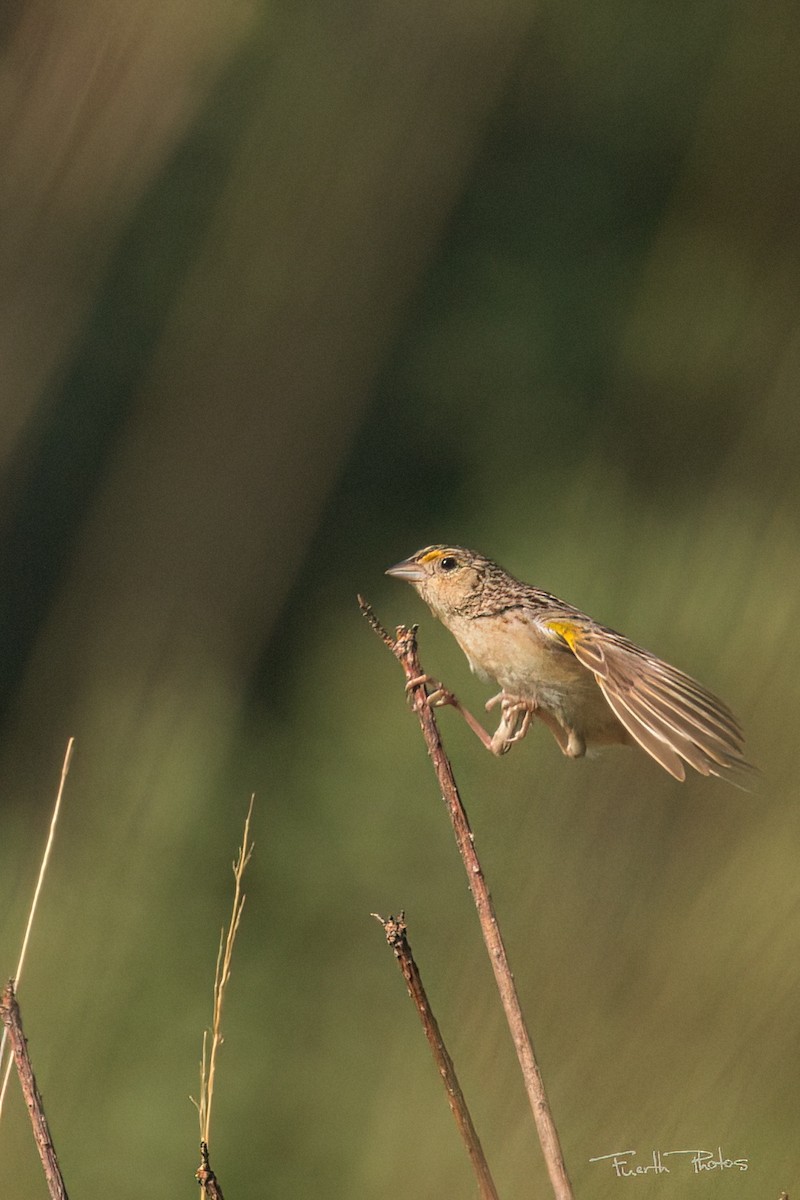Grasshopper Sparrow - ML640042550