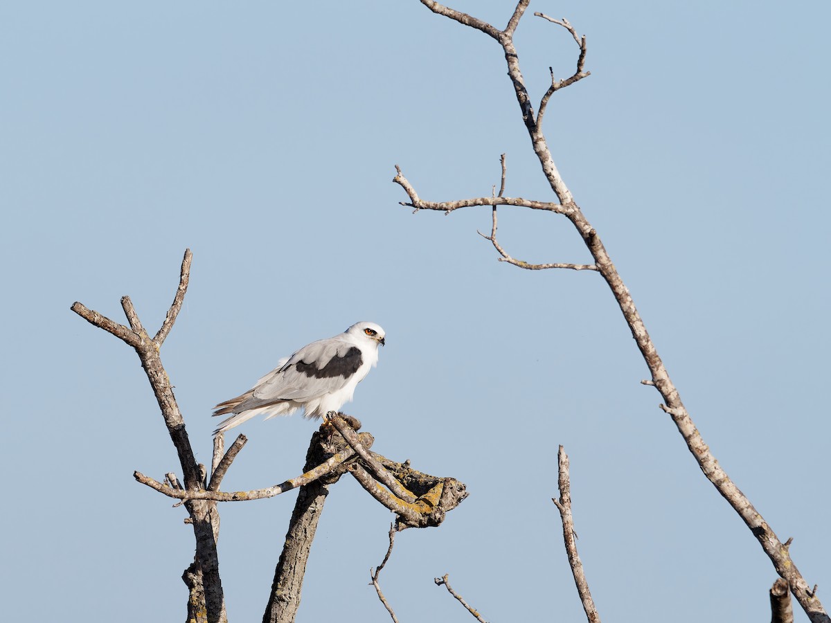 White-tailed Kite - ML640042551
