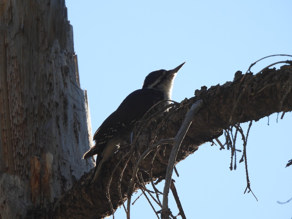 Black-backed Woodpecker - ML640042558