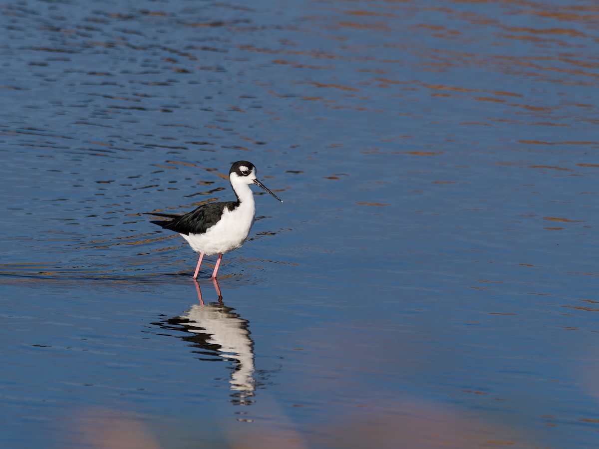 Black-necked Stilt - ML640042572