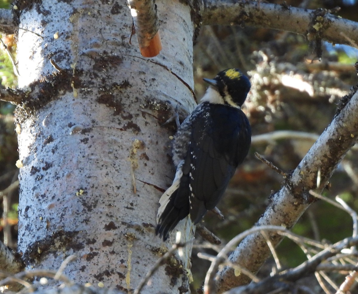 Black-backed Woodpecker - ML640042573